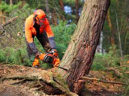 How Our Tree Care Process Works  in  Devon, PA